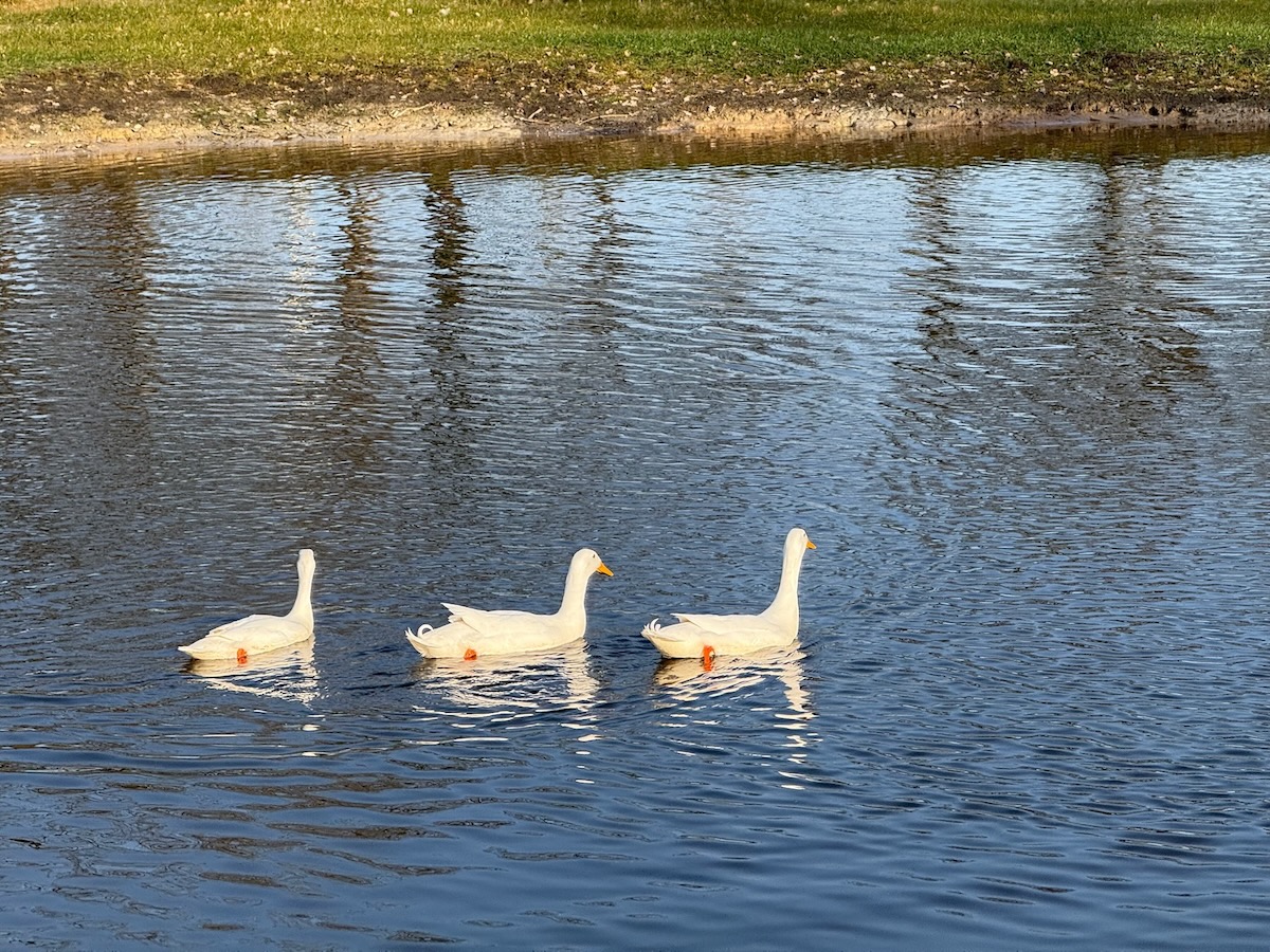 Tiere_Enten - 1