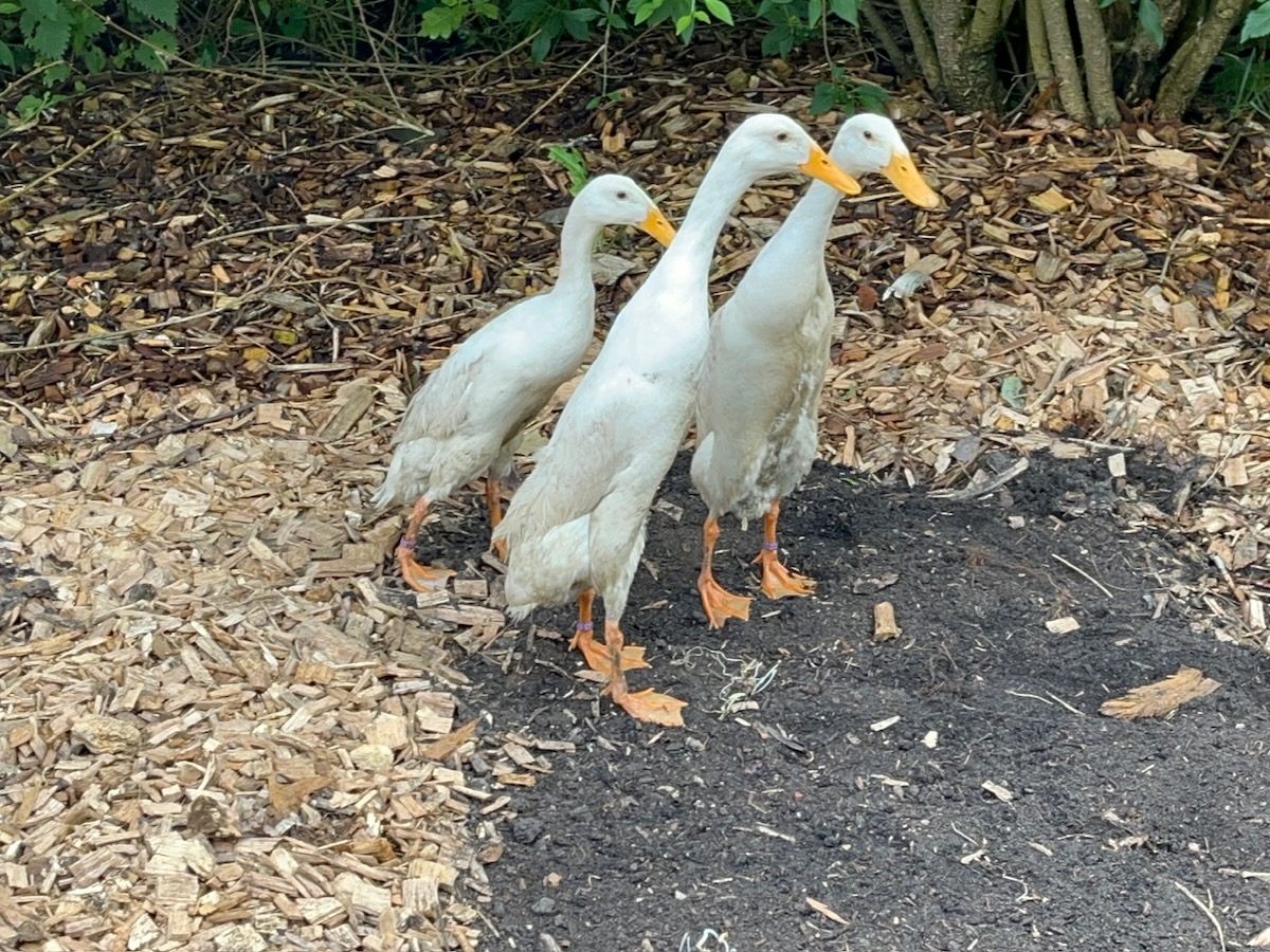 Tiere_Enten - 2