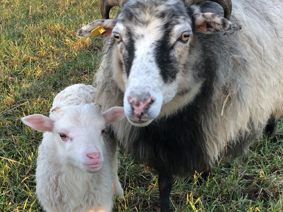 Tiere_Schafe - 2