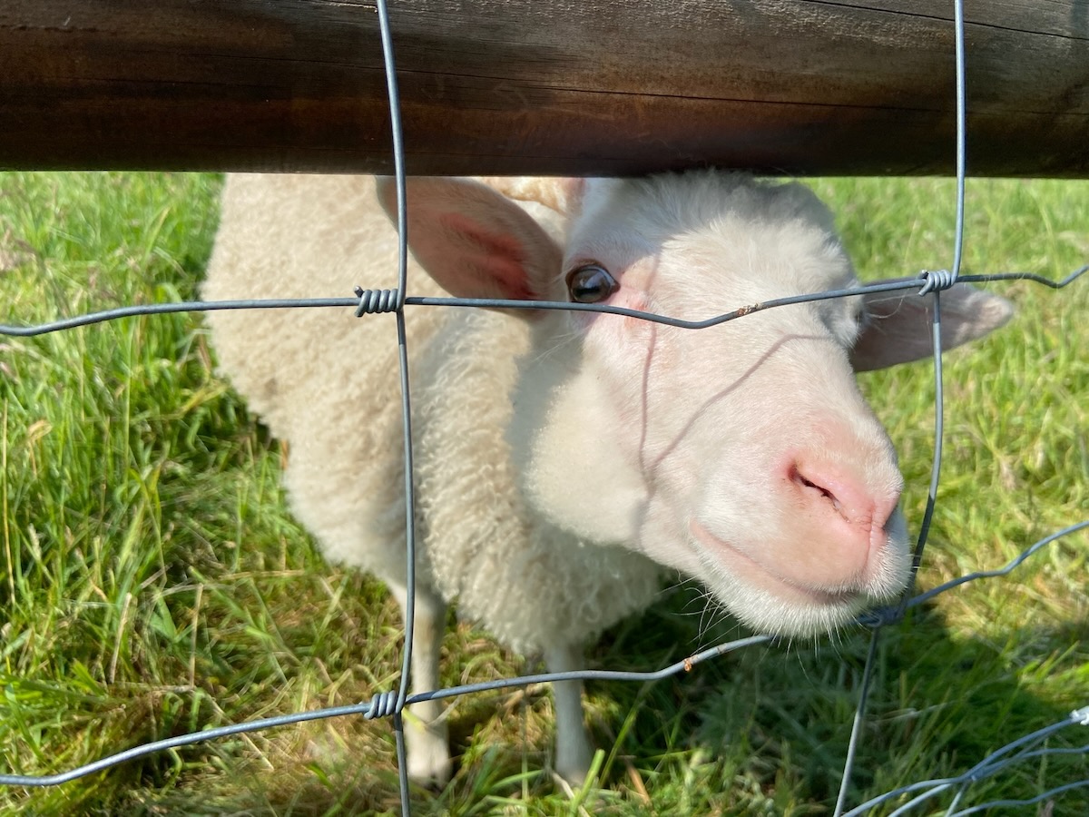 Tiere_Schafe - 5