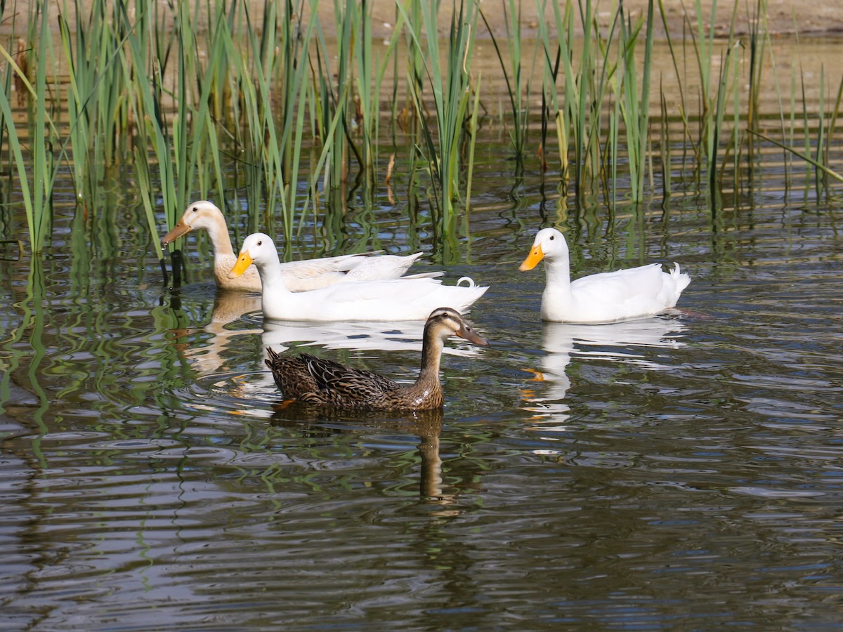 Unsere-Tiere - 1
