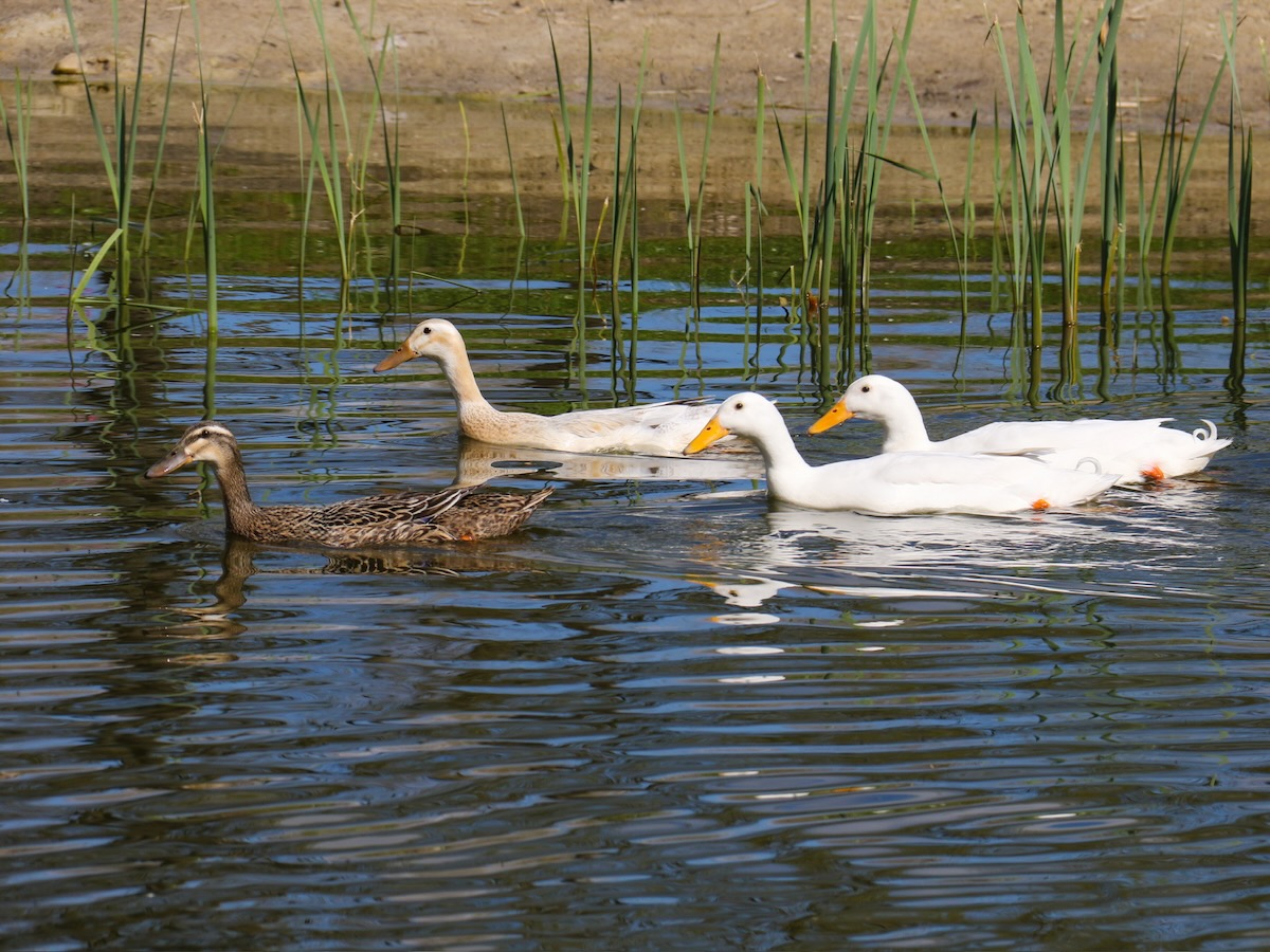 Unsere-Tiere - 3
