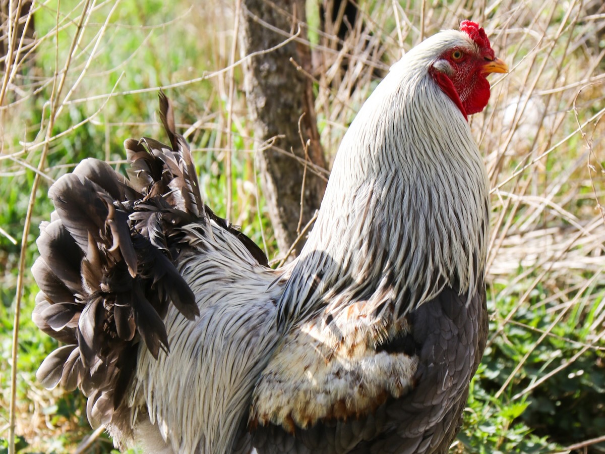 Unsere-Tiere - 4