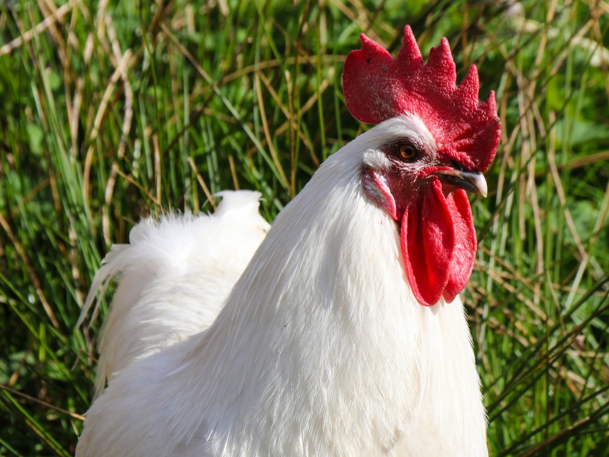 Unsere-Tiere - 5