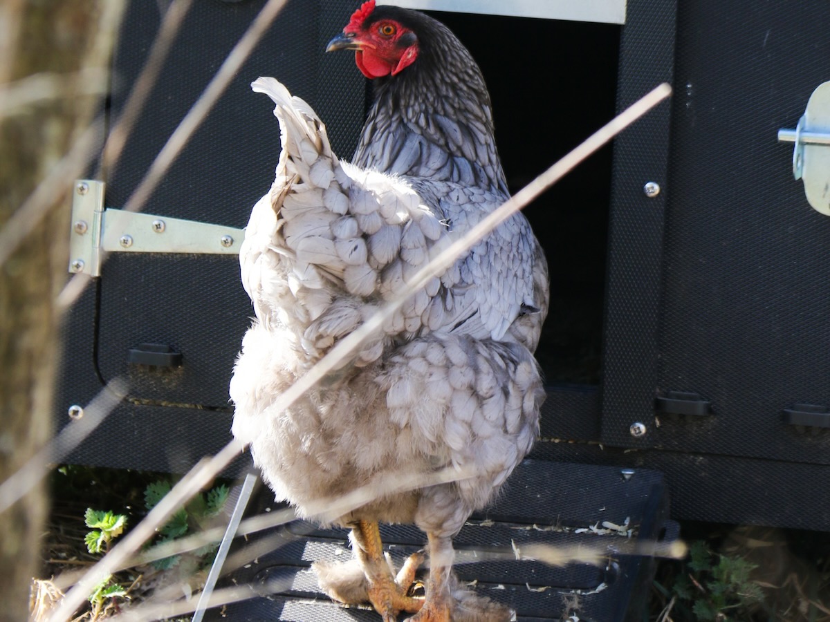 Unsere-Tiere - 6