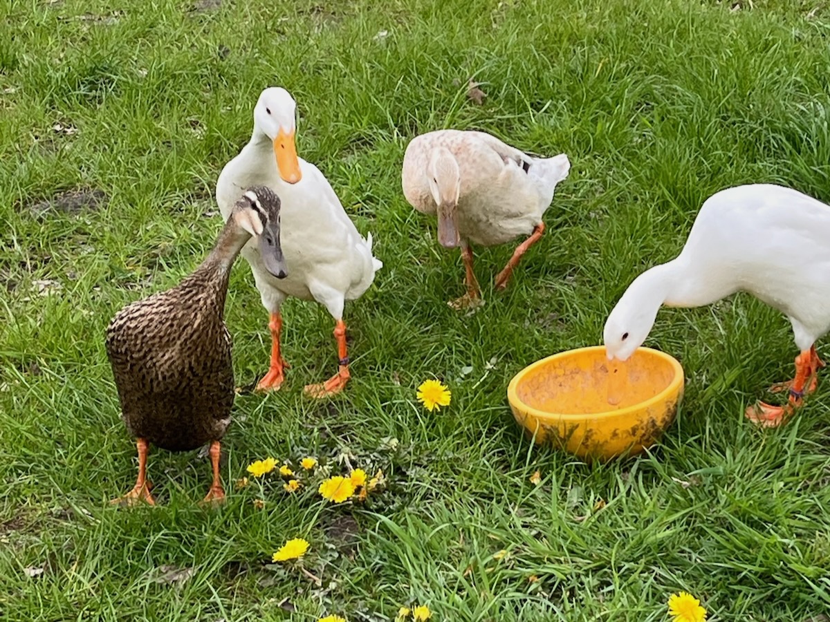Enten - 1