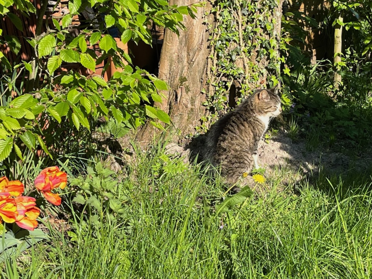 Katze - 1