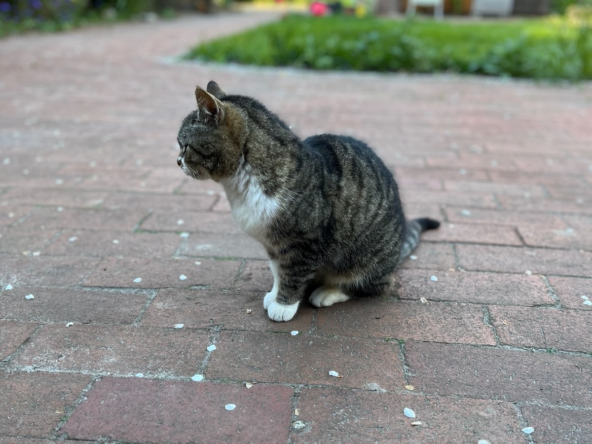 Katze - 2
